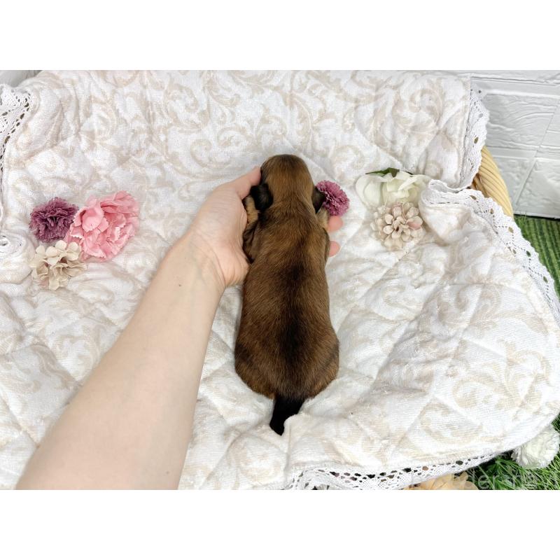 販売中の愛知県のミニチュアダックスフンド(ロングヘアード)-451056の2枚目