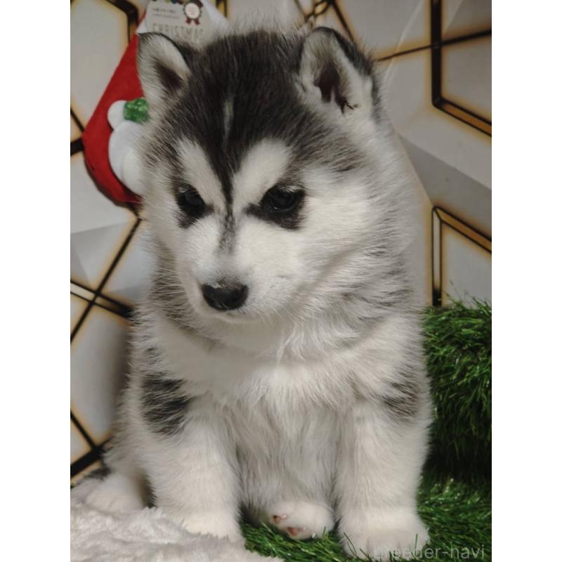 販売中の静岡県のシベリアンハスキー-451057の8枚目