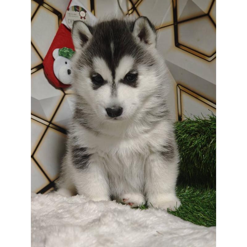 販売中の静岡県のシベリアンハスキー-451057の7枚目