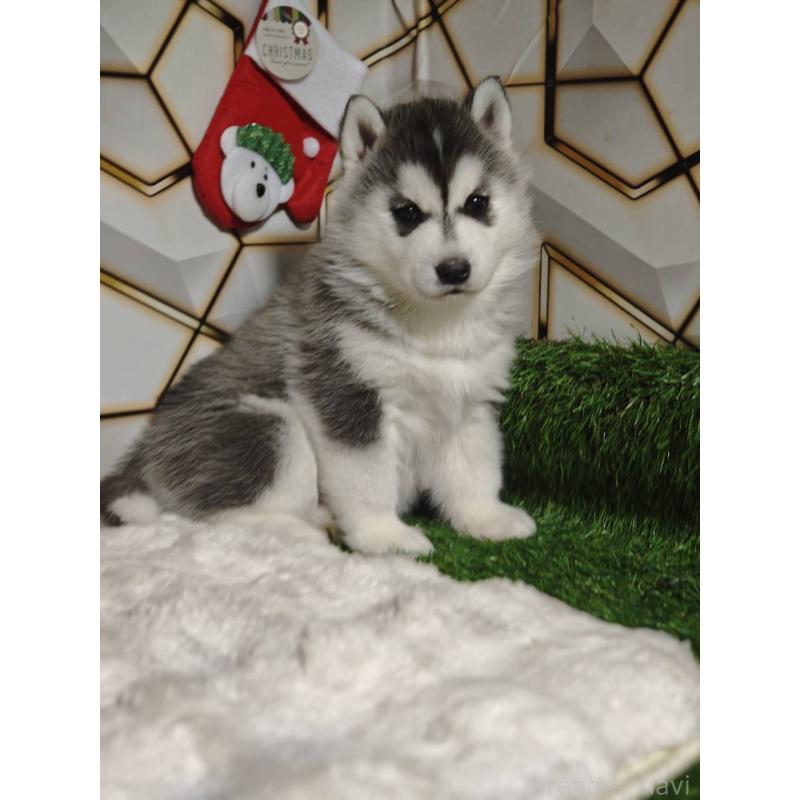 販売中の静岡県のシベリアンハスキー-451057の5枚目