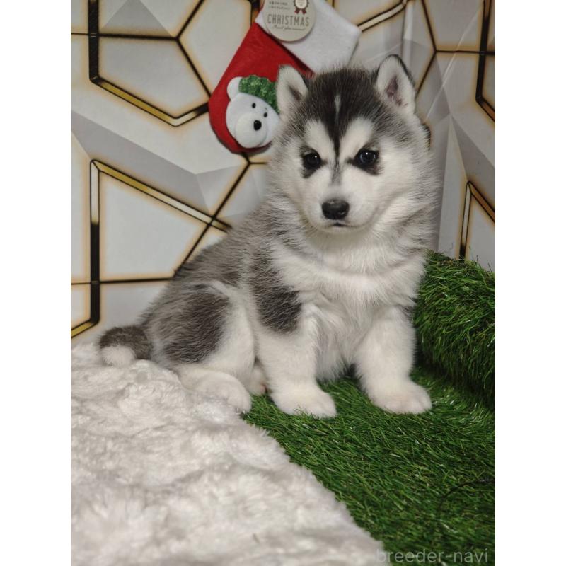 販売中の静岡県のシベリアンハスキー-451057の4枚目