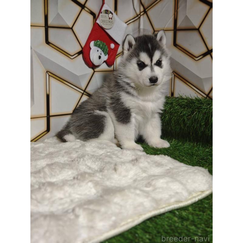 販売中の静岡県のシベリアンハスキー-451057の3枚目