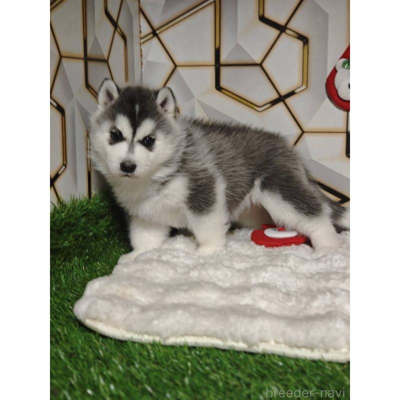 販売中の静岡県のシベリアンハスキー-451057の2枚目