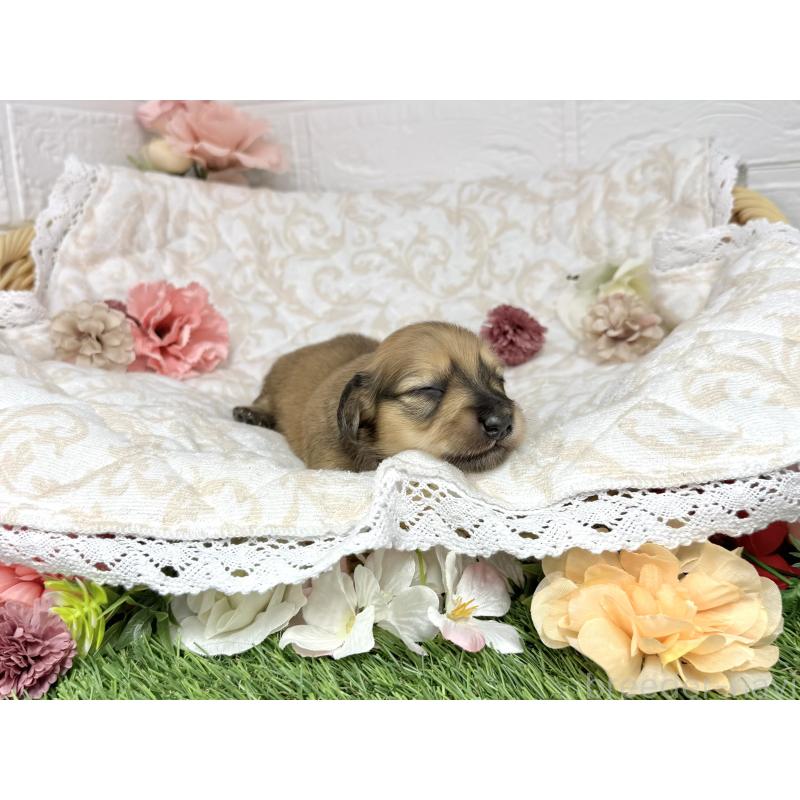 販売中の愛知県のミニチュアダックスフンド(ロングヘアード)-451058の6枚目