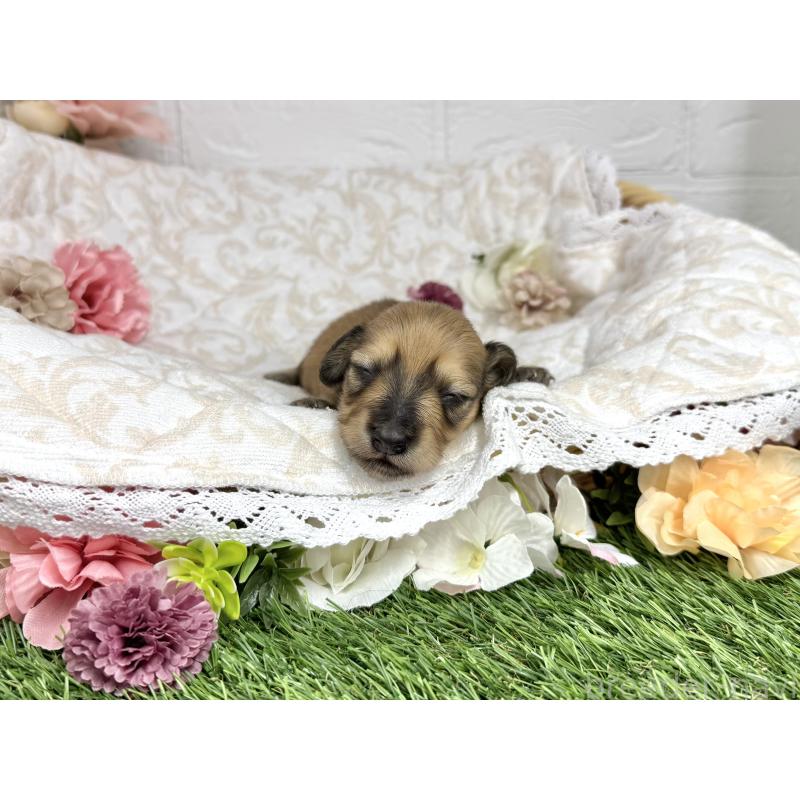 販売中の愛知県のミニチュアダックスフンド(ロングヘアード)-451058の5枚目