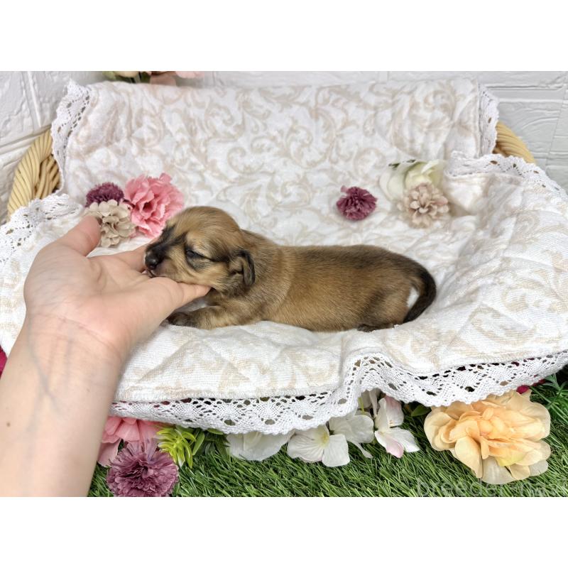 販売中の愛知県のミニチュアダックスフンド(ロングヘアード)-451058の4枚目