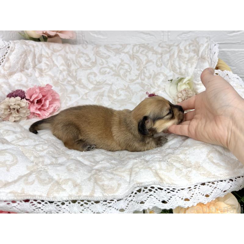 販売中の愛知県のミニチュアダックスフンド(ロングヘアード)-451058の3枚目