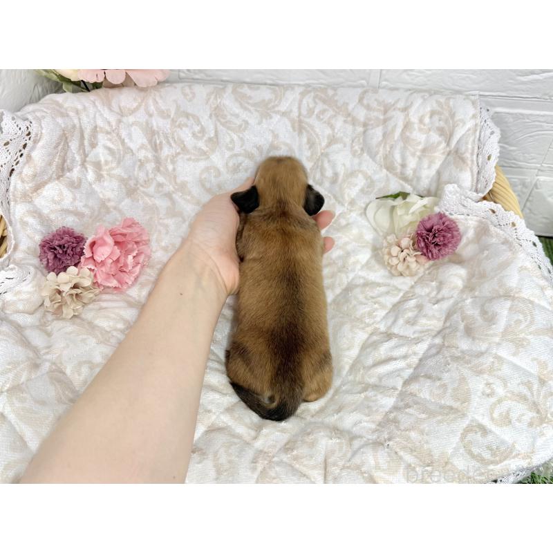 販売中の愛知県のミニチュアダックスフンド(ロングヘアード)-451058の2枚目