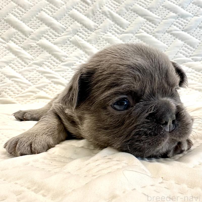 販売中の島根県のフレンチブルドッグ-451063の1枚目