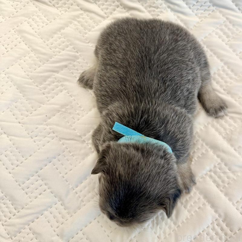 販売中の島根県のフレンチブルドッグ-451063の3枚目