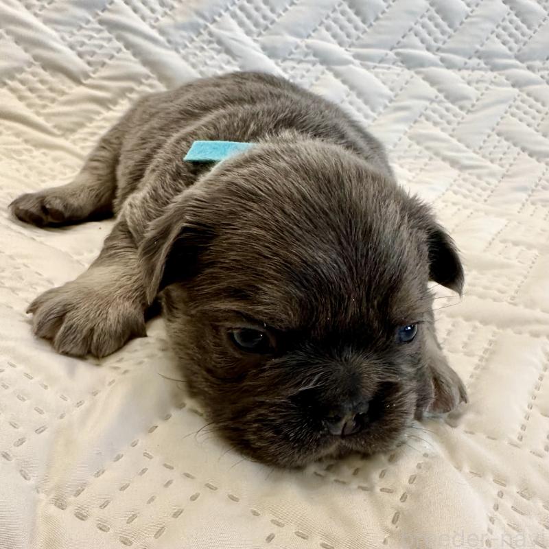 販売中の島根県のフレンチブルドッグ-451063の2枚目