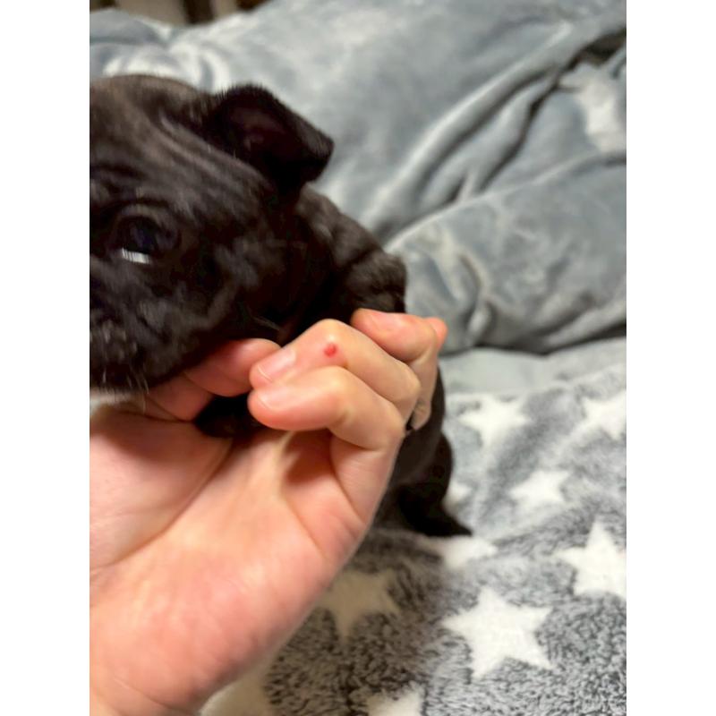 販売中の広島県のフレンチブルドッグ-451059の6枚目