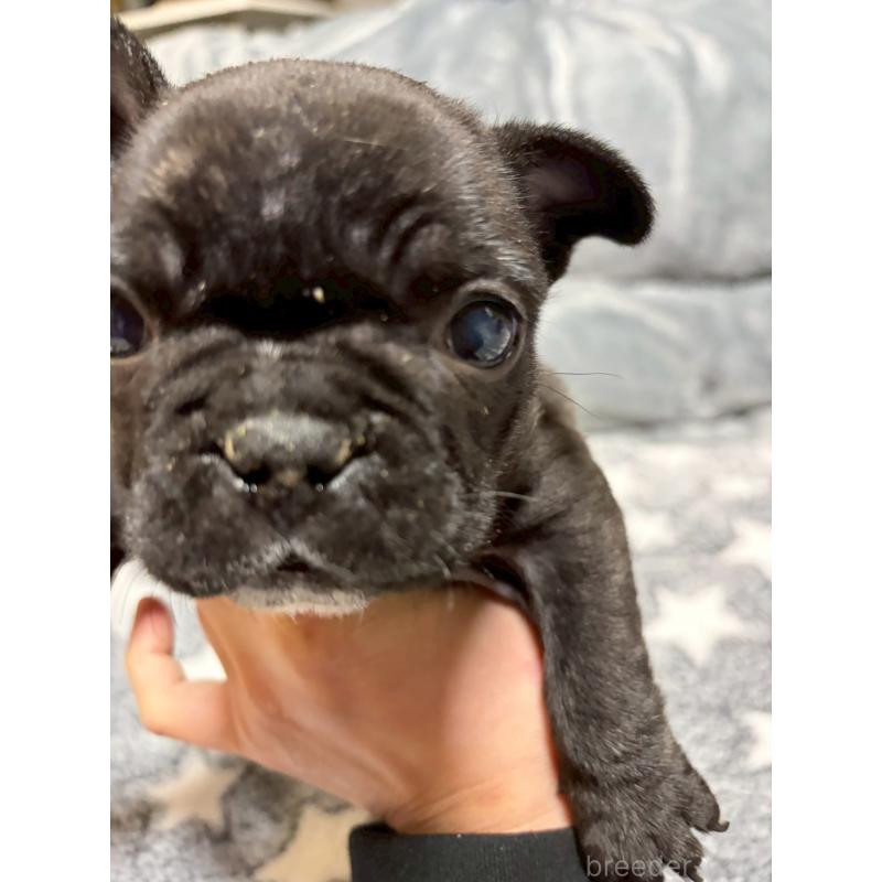 販売中の広島県のフレンチブルドッグ-451059の5枚目