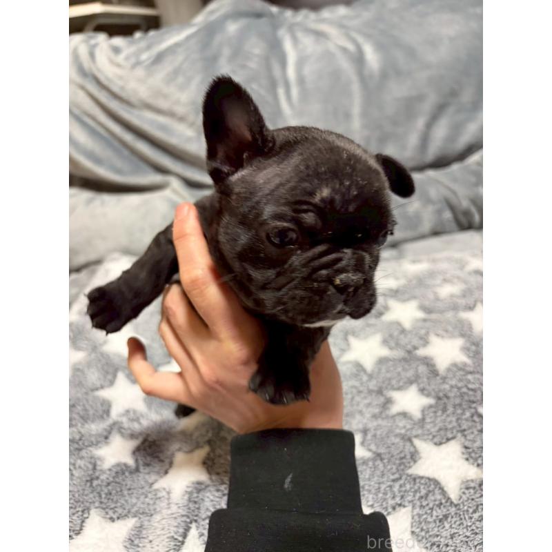 販売中の広島県のフレンチブルドッグ-451059の4枚目