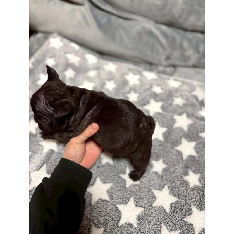 販売中の広島県のフレンチブルドッグ-451059の3枚目