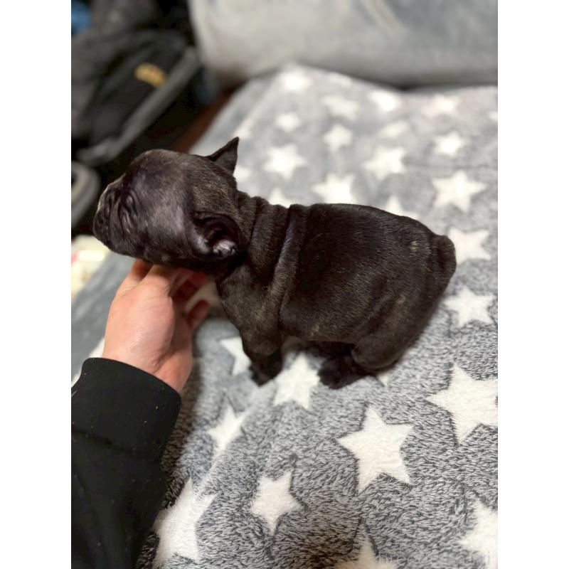 販売中の広島県のフレンチブルドッグ-451059の2枚目