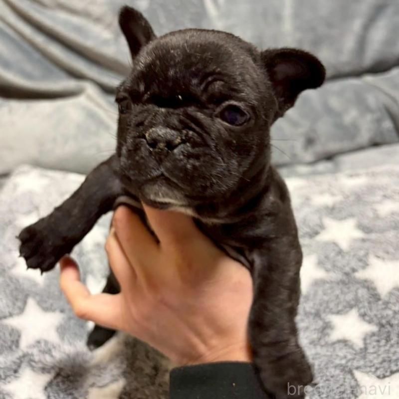 販売中の広島県のフレンチブルドッグ-451059