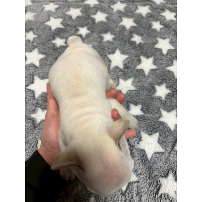 販売中の広島県のフレンチブルドッグ-451060の13枚目