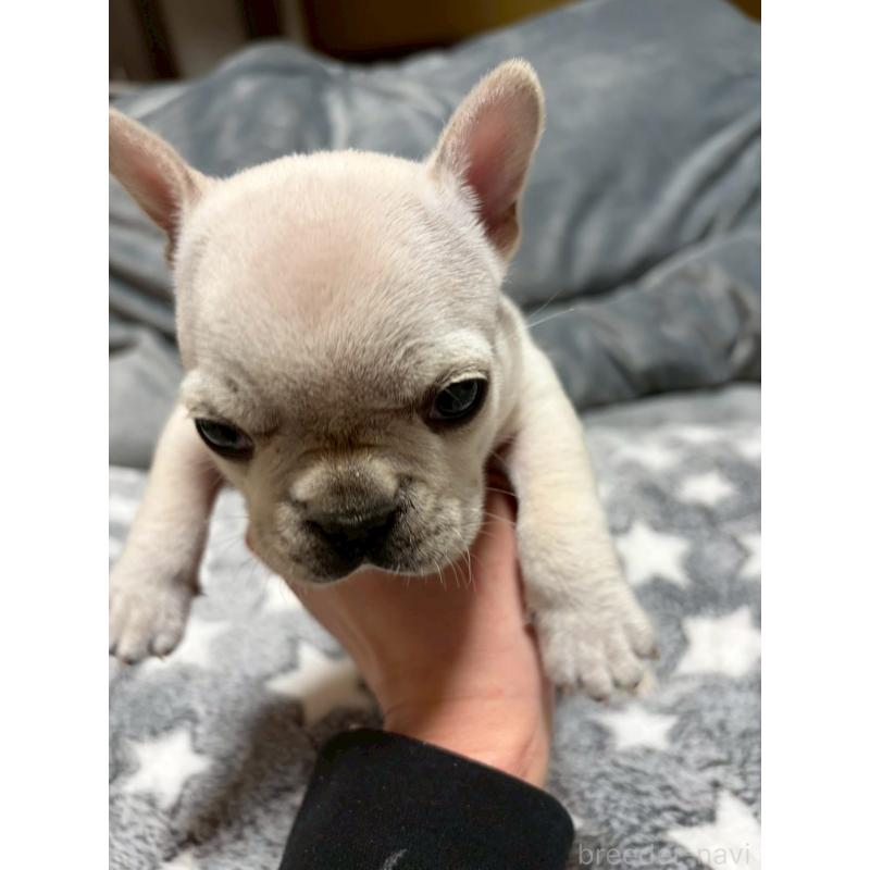 販売中の広島県のフレンチブルドッグ-451060の12枚目