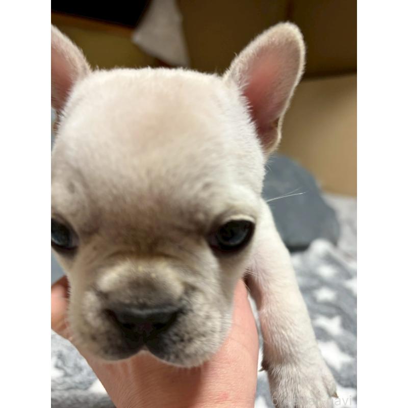 販売中の広島県のフレンチブルドッグ-451060の11枚目