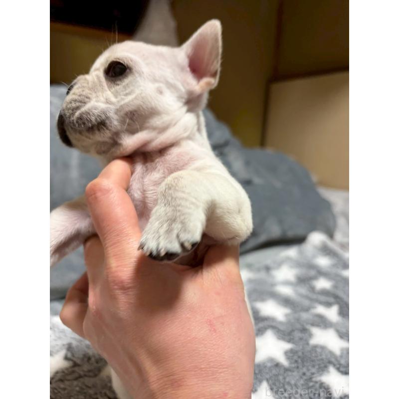 販売中の広島県のフレンチブルドッグ-451060の10枚目