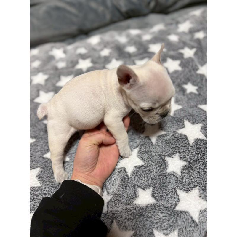 販売中の広島県のフレンチブルドッグ-451060の9枚目