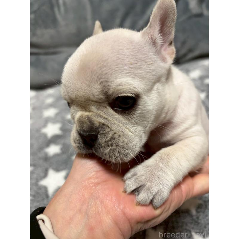 販売中の広島県のフレンチブルドッグ-451060の8枚目