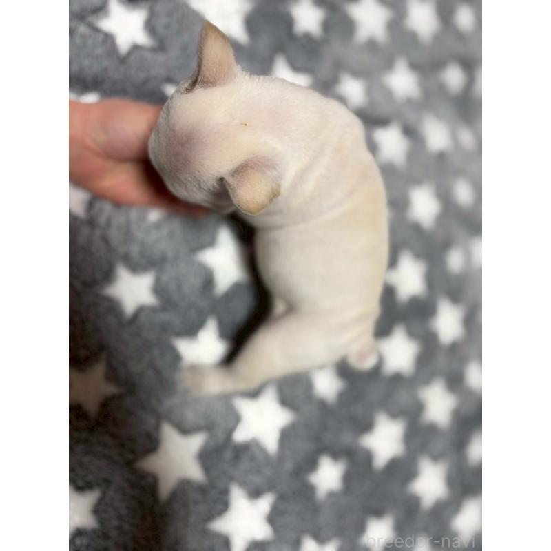 販売中の広島県のフレンチブルドッグ-451060の7枚目