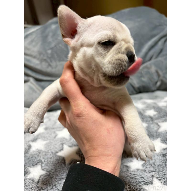 販売中の広島県のフレンチブルドッグ-451060の6枚目