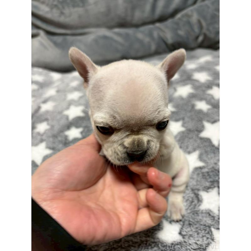 販売中の広島県のフレンチブルドッグ-451060の5枚目