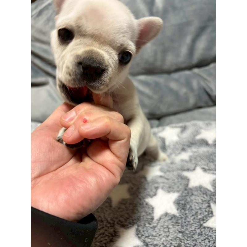 販売中の広島県のフレンチブルドッグ-451060の4枚目