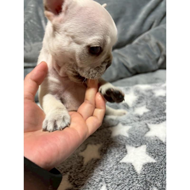 販売中の広島県のフレンチブルドッグ-451060の3枚目