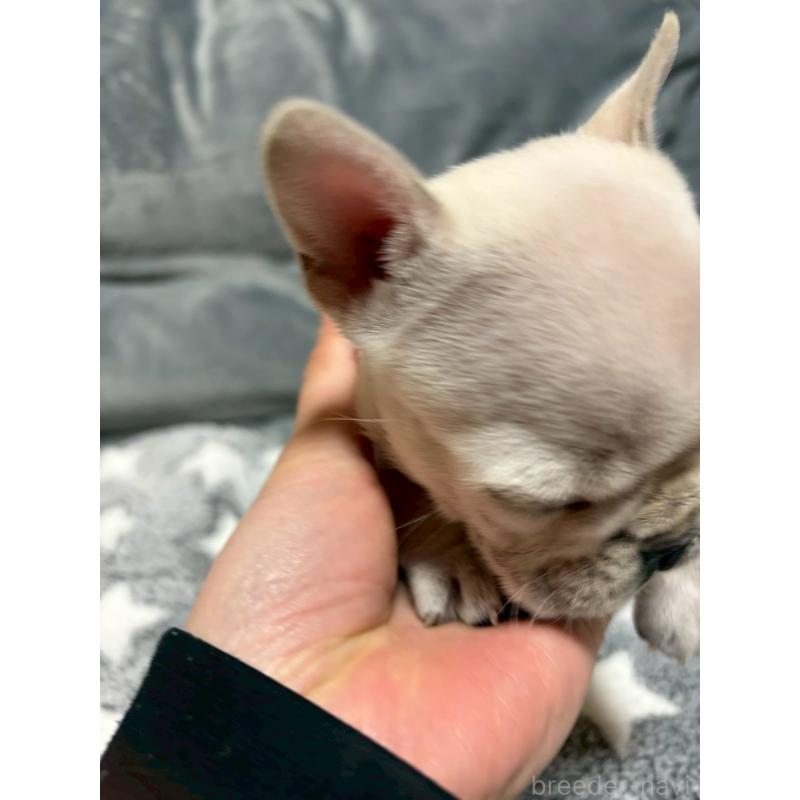 販売中の広島県のフレンチブルドッグ-451060の2枚目