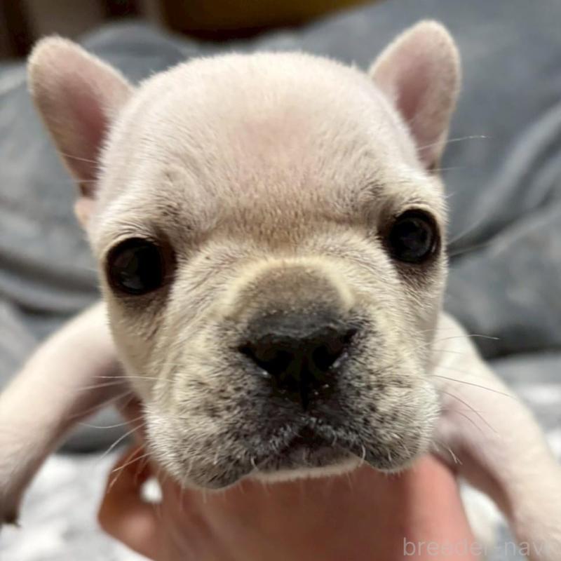 販売中の広島県のフレンチブルドッグ-451060