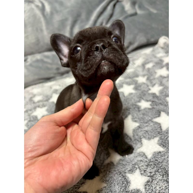 販売中の広島県のフレンチブルドッグ-451062の5枚目