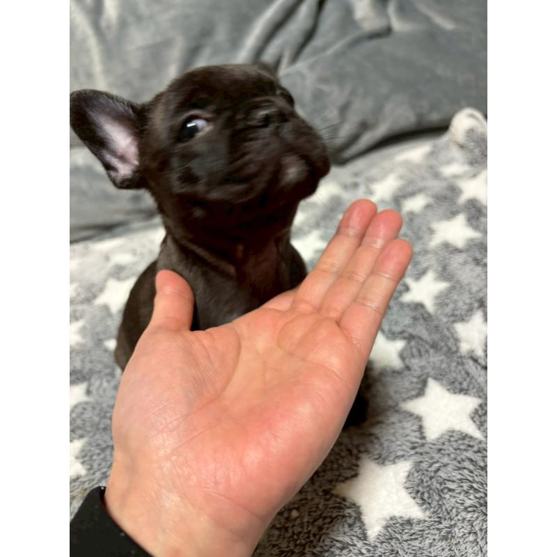 販売中の広島県のフレンチブルドッグ-451062の4枚目