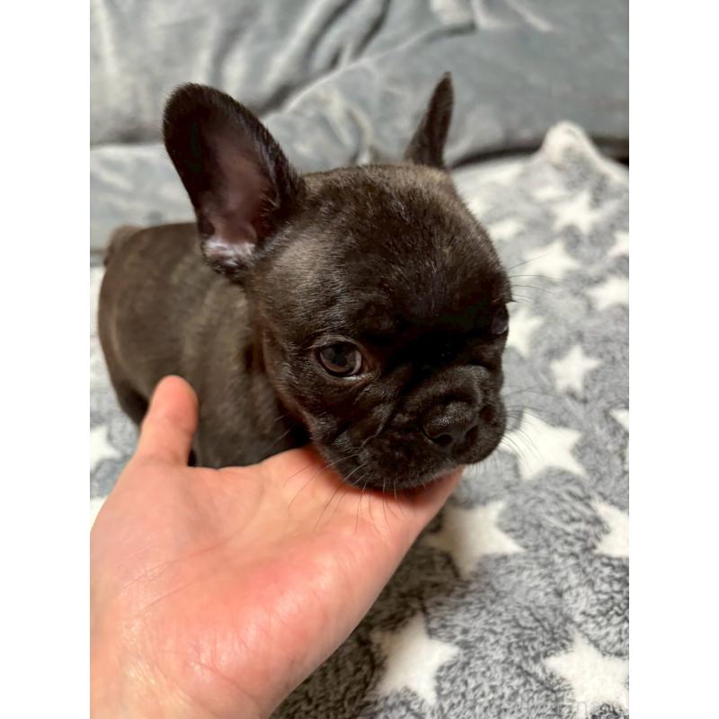 販売中の広島県のフレンチブルドッグ-451062の3枚目