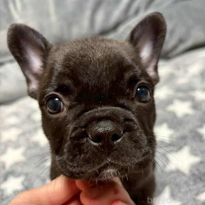 販売中の広島県のフレンチブルドッグ-451062の2枚目
