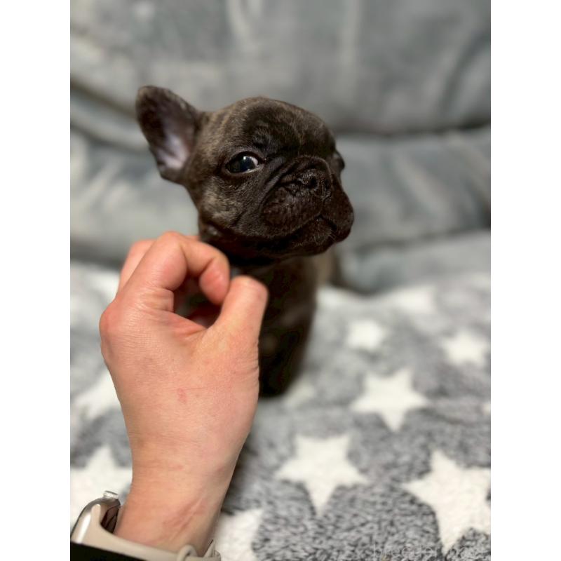 販売中の広島県のフレンチブルドッグ-451064の17枚目