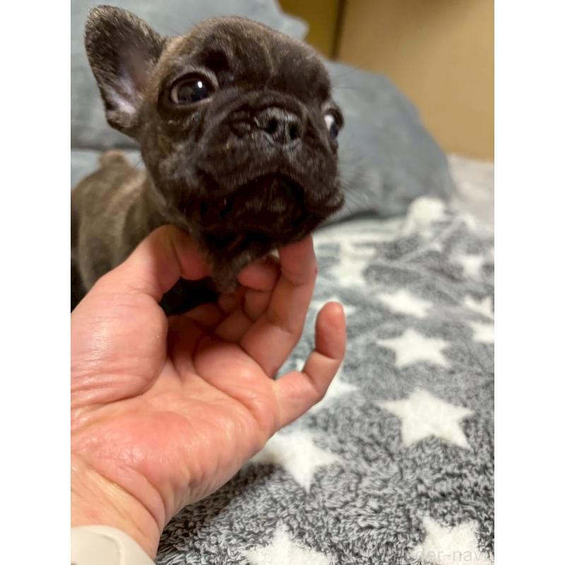 販売中の広島県のフレンチブルドッグ-451064の16枚目