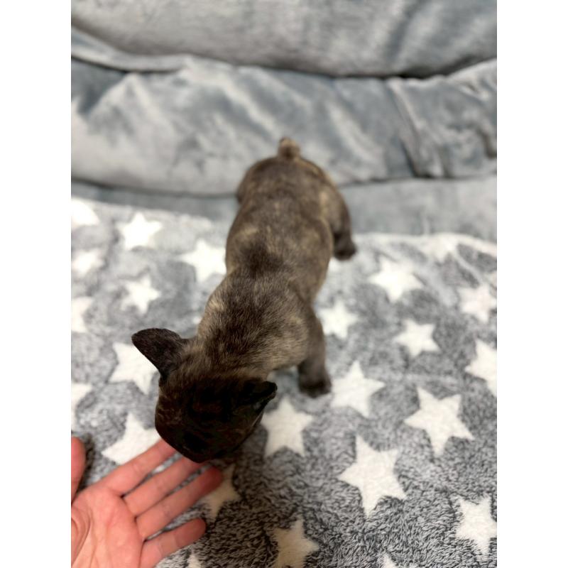 販売中の広島県のフレンチブルドッグ-451064の14枚目