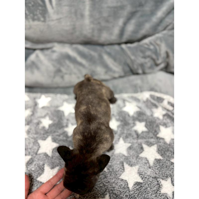 販売中の広島県のフレンチブルドッグ-451064の13枚目