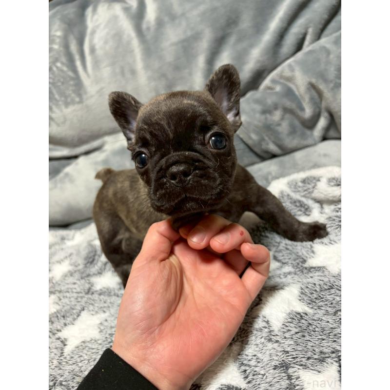 販売中の広島県のフレンチブルドッグ-451064の11枚目