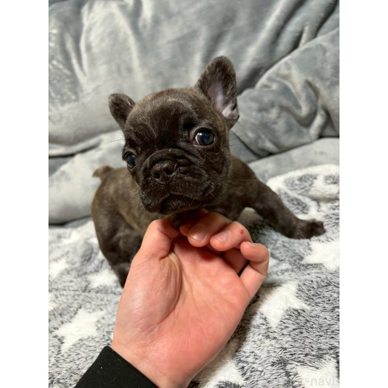 販売中の広島県のフレンチブルドッグ-451064の10枚目