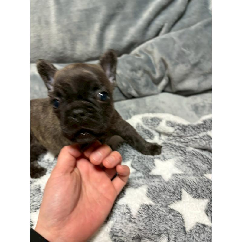 販売中の広島県のフレンチブルドッグ-451064の9枚目