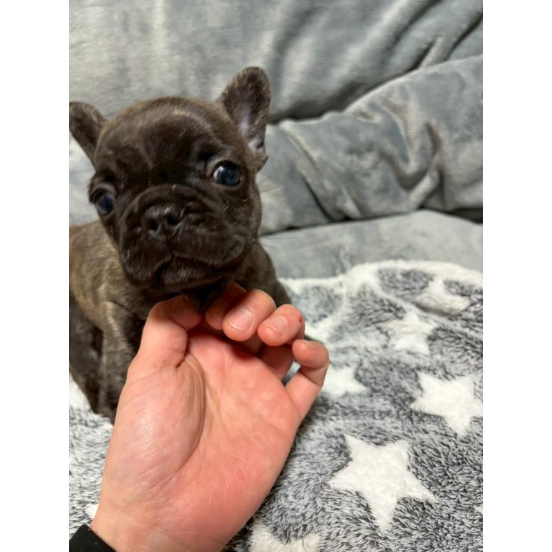 販売中の広島県のフレンチブルドッグ-451064の8枚目