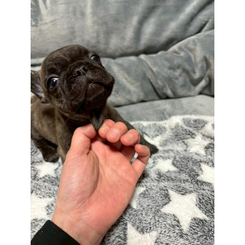 販売中の広島県のフレンチブルドッグ-451064の7枚目