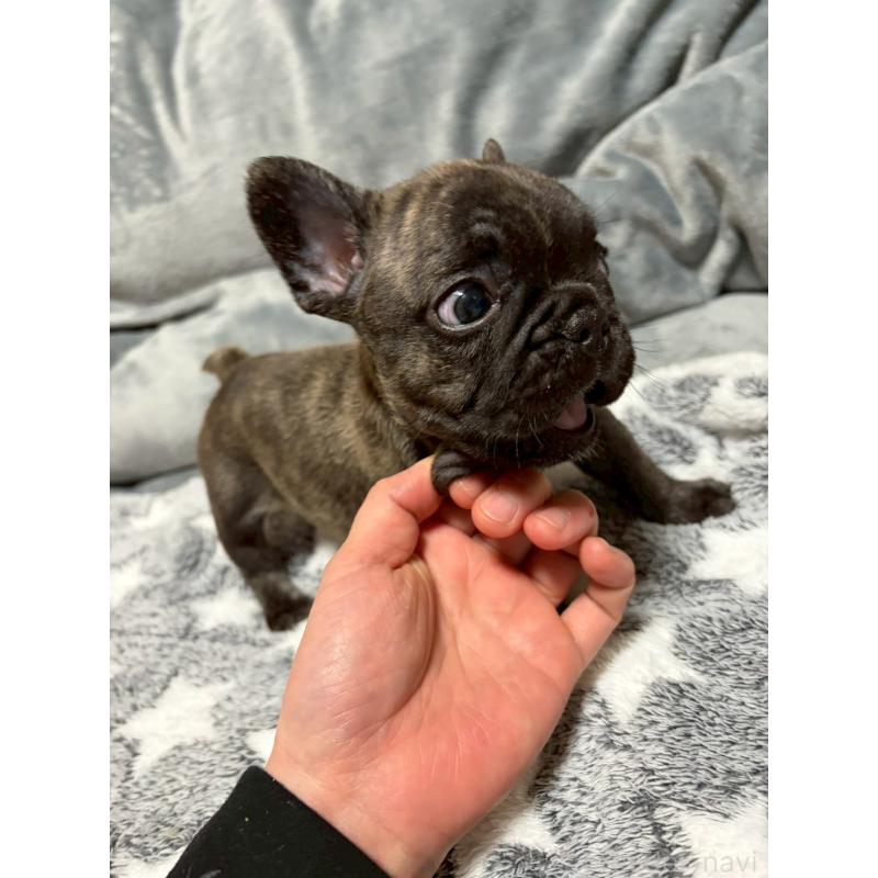 販売中の広島県のフレンチブルドッグ-451064の6枚目