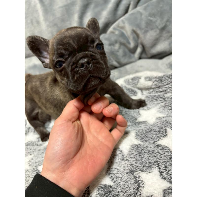 販売中の広島県のフレンチブルドッグ-451064の5枚目