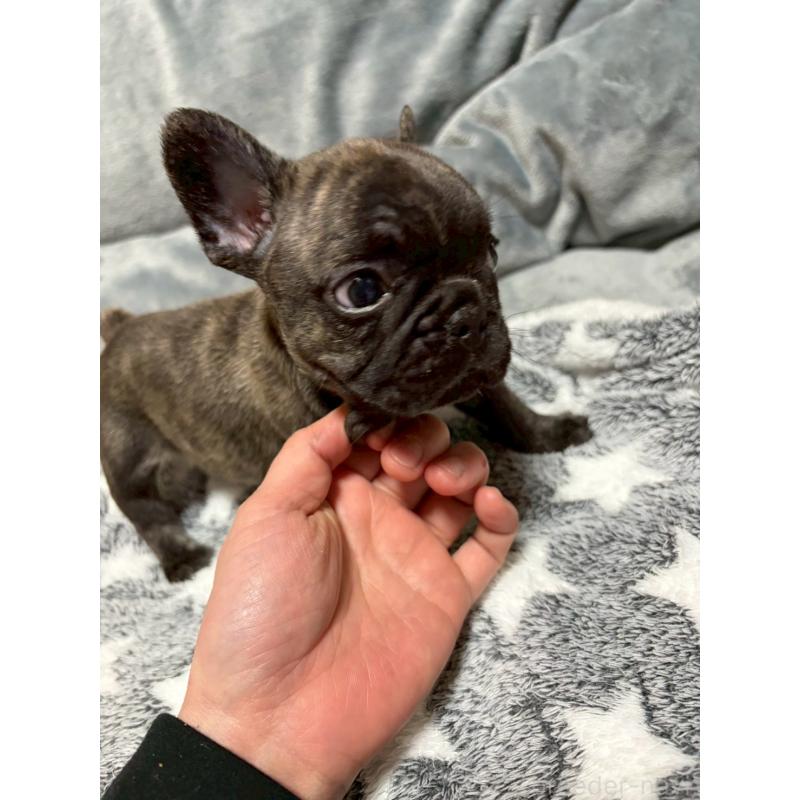 販売中の広島県のフレンチブルドッグ-451064の4枚目